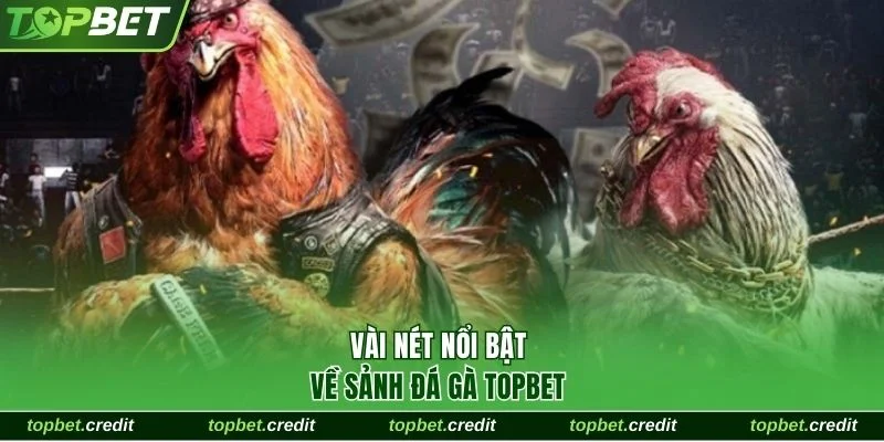 Game 3 Vài nét nổi bật về sảnh đá gà TopBet